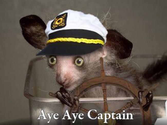 aye-aye-captain.jpg