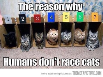 funny-seven-cats-boxes